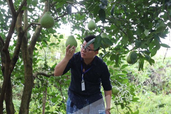 游十里柚乡赏沙田寿果 网媒记者要和柚子来个亲密接触 游十里柚乡赏沙田寿果 网媒记者要和柚子来个亲密接触
