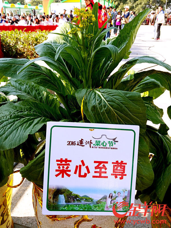 2016连州菜心节开幕 菜心至尊拍出66.66万元再创新高 2016连州菜心节开幕 菜心至尊拍出66.66万元再创新高