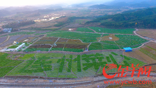 2016连州菜心节开幕 菜心至尊拍出66.66万元再创新高 2016连州菜心节开幕 菜心至尊拍出66.66万元再创新高