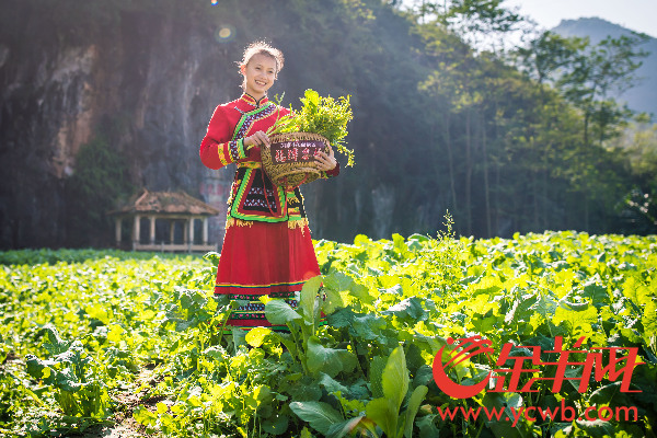2016连州菜心节开幕 菜心至尊拍出66.66万元再创新高 2016连州菜心节开幕 菜心至尊拍出66.66万元再创新高