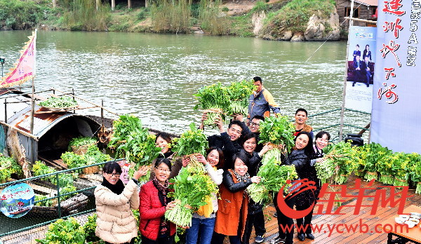 2016连州菜心节开幕 菜心至尊拍出66.66万元再创新高 2016连州菜心节开幕 菜心至尊拍出66.66万元再创新高