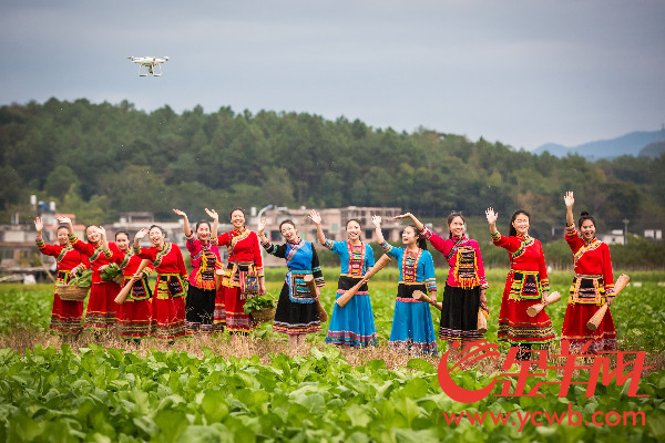 2016连州菜心节开幕 菜心至尊拍出66.66万元再创新高 2016连州菜心节开幕 菜心至尊拍出66.66万元再创新高