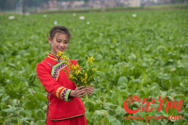 2016连州菜心节开幕 菜心至尊拍出66.66万元再创新高 2016连州菜心节开幕 菜心至尊拍出66.66万元再创新高