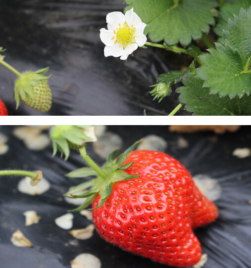 红石崖600亩无公害草莓等您来还有垂钓游乐园 红石崖600亩无公害草莓等您来还有垂钓游乐园