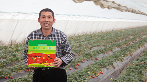 红石崖600亩无公害草莓等您来还有垂钓游乐园 红石崖600亩无公害草莓等您来还有垂钓游乐园