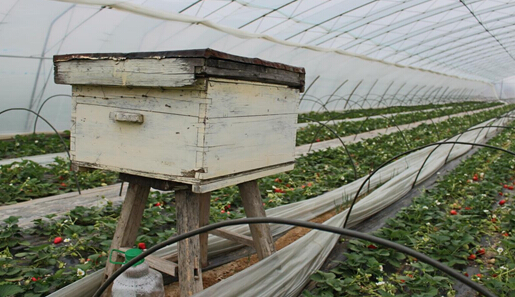 红石崖600亩无公害草莓等您来还有垂钓游乐园 红石崖600亩无公害草莓等您来还有垂钓游乐园