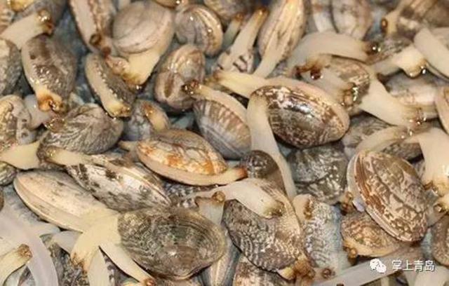 红岛蛤蜊节开幕,游玩全攻略奉上