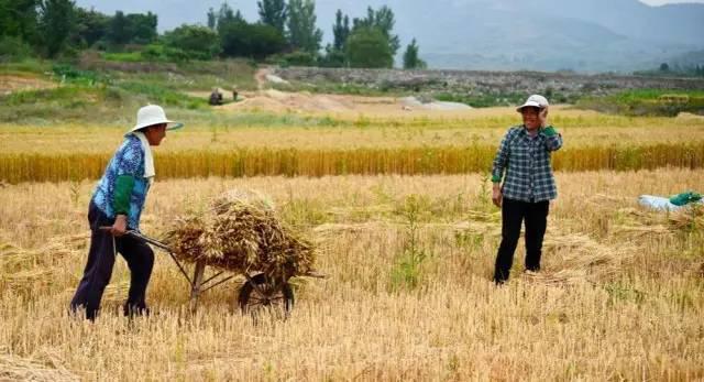 看哭了,该回家收麦子了 - 青岛新闻网