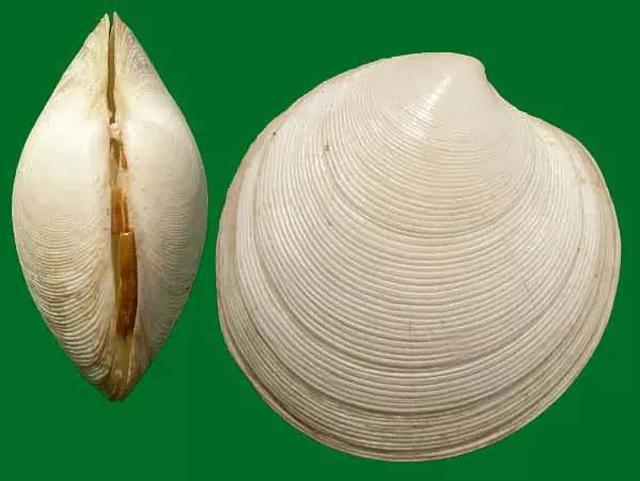 除了血蛤,你还能吃这37种贝类…