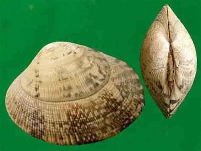 除了血蛤,你还能吃这37种贝类…