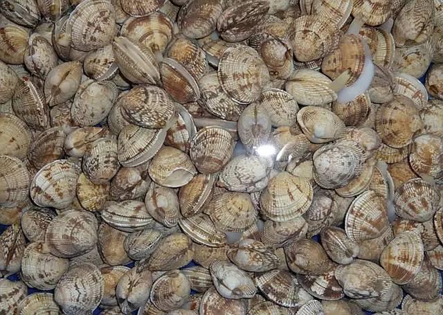 除了血蛤,你还能吃这37种贝类…