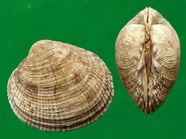 除了血蛤,你还能吃这37种贝类…