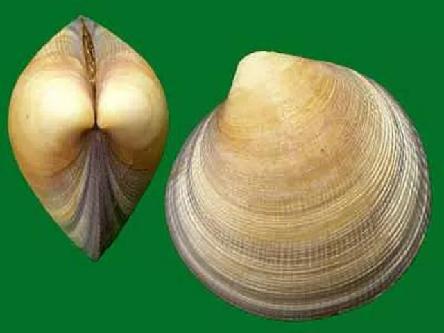 除了血蛤,你还能吃这37种贝类…