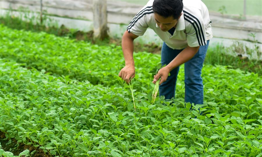 （香港回归二十周年）（2）从田间到菜篮——供港蔬菜的跨境之旅