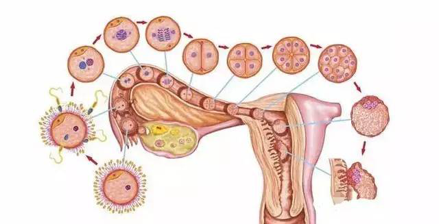 京家恩德运医院:试管婴儿中,遇到了生化妊娠