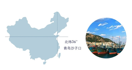 鲅鱼节开幕在即 青岛女婿们准备好了吗? 鲅鱼节开幕在即 青岛女婿们准备好了吗?