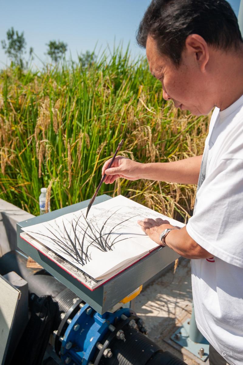 盐碱地飘稻花香袁隆平在青岛播种的海水稻茁壮成长