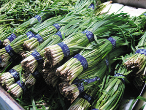 我市集中销毁1445公斤毒韭菜 多来自高密寿光