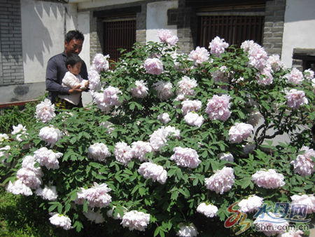 山东莱州300岁牡丹王花开正艳 香气扑鼻(图)