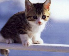 ������֢����Щ֢״����