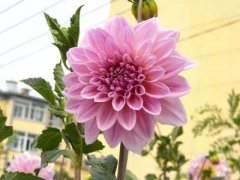 ��Ӳ������Щ����֢