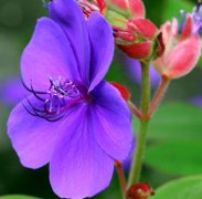 肝硬化的发病与传染