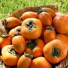 慢性支气管炎的原因及治疗方法