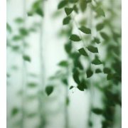 酸性体质是风湿的病因