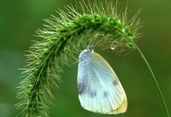 ����֢��֢״����Щ?