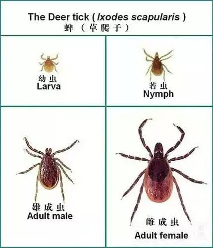 夏天这种虫子能留在人的皮肤内!有草的地方就有它!