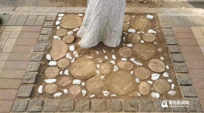 枯木再利用 创新美化树穴扮靓八大关景区