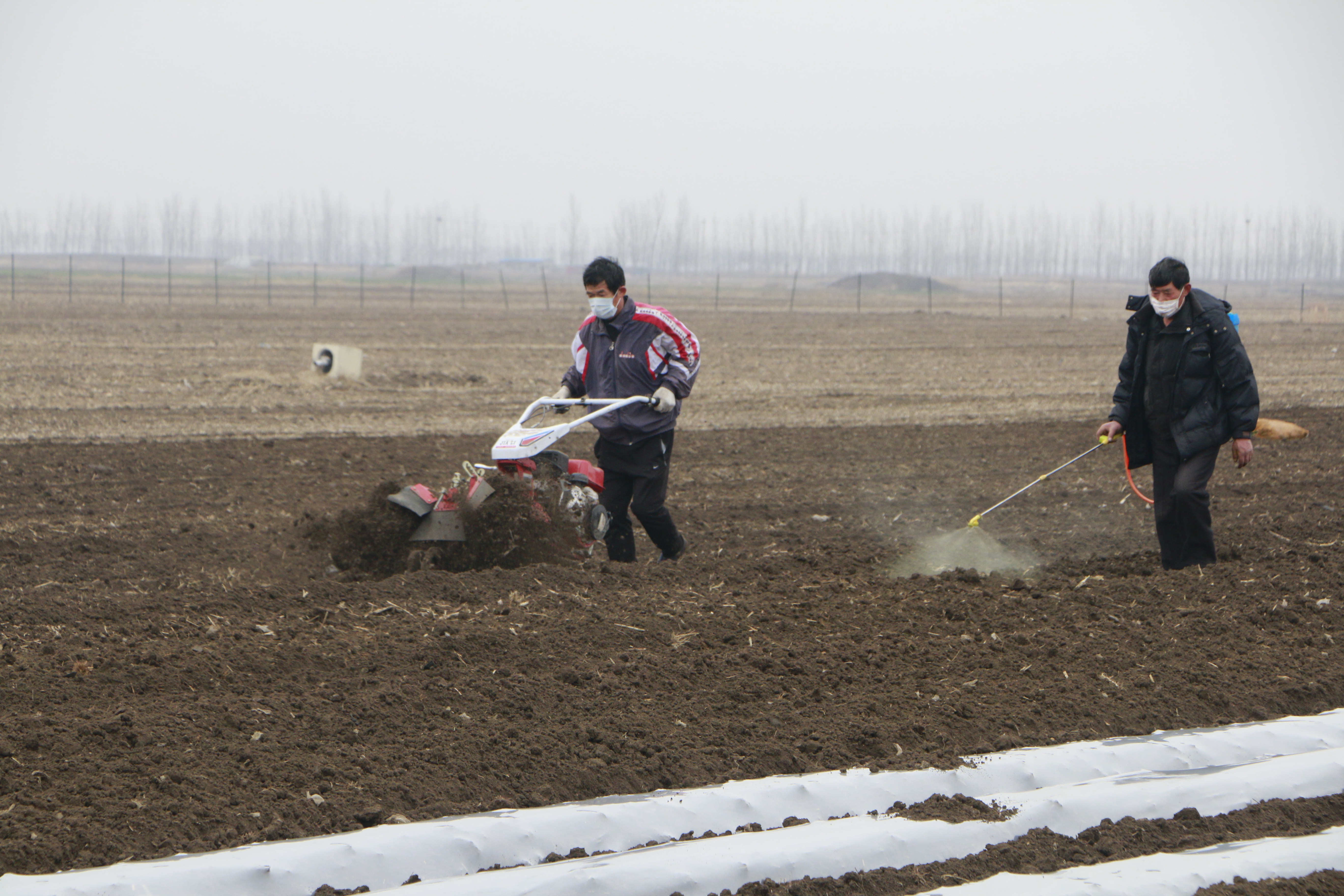 图:正在进行土豆下种覆土和喷洒农药工作"村上的大喇叭一直在播放着