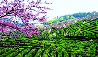 安顺特色产业助推现代农业 安顺特色产业助推现代农业