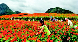 安顺特色产业助推现代农业 安顺特色产业助推现代农业