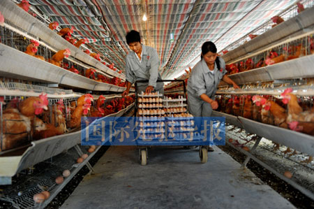 抗生素的滥用正在中国养殖业形成恶性循环，由此引发的食品安全问题已经到了关乎我们民族繁衍的程度。本报资料图