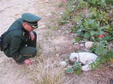 男子爬崂山巧遇神秘白狐 男子爬崂山巧遇神秘白狐
