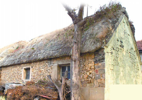 青岛海草房:冬暖夏凉59年不坏 防虫防水火