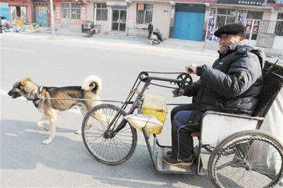老汉坐轮椅黄狗不离不弃 8年每日拉其上街解闷