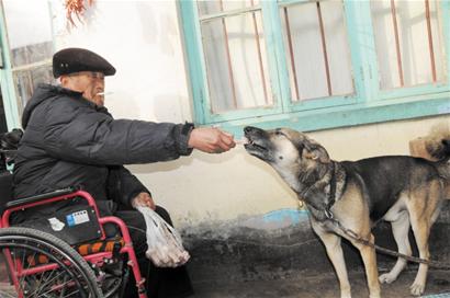 老汉坐轮椅黄狗不离不弃 8年每日拉其上街解闷 老汉坐轮椅黄狗不离不弃 8年每日拉其上街解闷