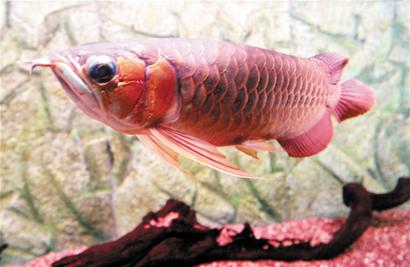 青岛龙鱼身价跳龙门6万1条 通体泛红龙年讨口彩