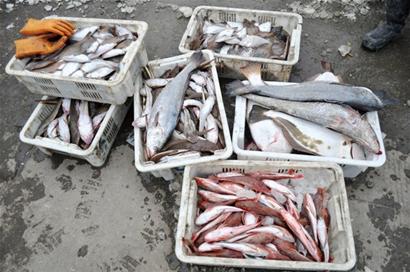 青岛船老大万斤鱼1小时内被抢光 忙半月反赔5000元