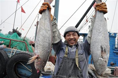 青岛船老大万斤鱼1小时内被抢光 忙半月反赔5000元
