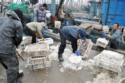 青岛船老大万斤鱼1小时内被抢光 忙半月反赔5000元