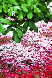 青岛龙年首雪连下20小时气势足 49根碘化银助增雪