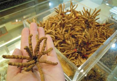 青岛1公斤虫草堪比豪车 稀缺成疯狂天价推手