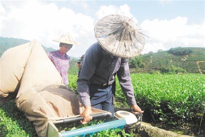 揭秘青岛崂山茶价格链条