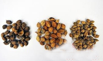 在药店购买的砂仁(左)和在超市购买的明显不同