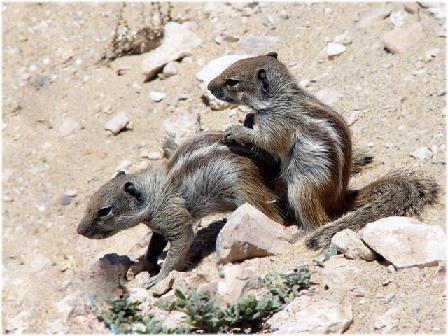 动物世界千奇百怪交配