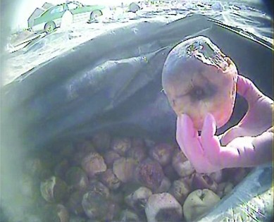 作为蜜饯原料的水果已经腐烂。