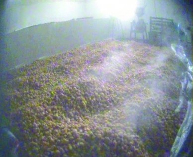 硫磺熏杏肉。央视截图